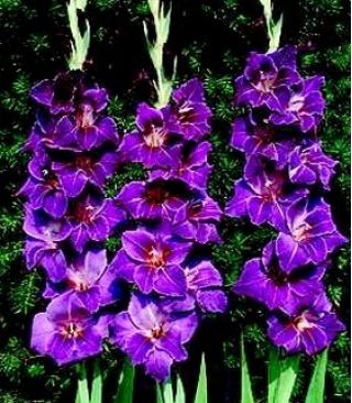 Mieczyk Violetta - 5 szt.
