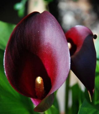 Calla Schwarzwalder - GIGA paczka! - 50 szt.