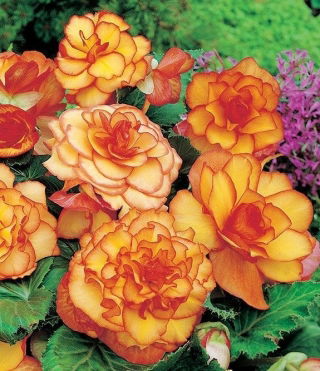 Begonia - Picotee Yellow - żółto-pomarańczowa - GIGA paczka! - 100 szt.