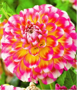 Dalia - Hawaii