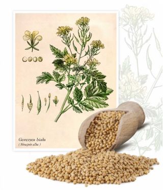 Gorczyca biała konsumpcyjna - 5 kg
