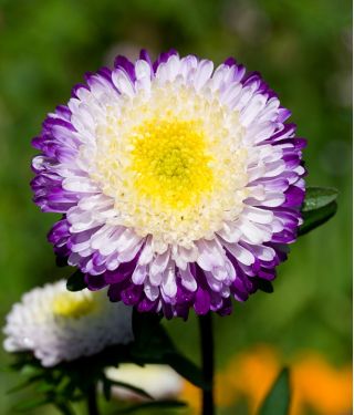 Aster - Belstead Supreme