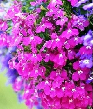 Lobelia zwisła karminowoczerwona