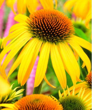 Jeżówka żółta - Yellow - duża paczka! - 10 szt.