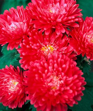 Aster peoniowy Opalfeauer