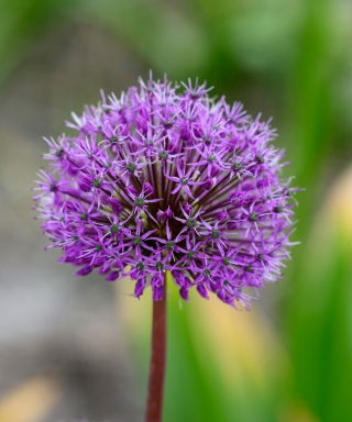 Czosnek ozdobny Shing - duża paczka! - 30 szt.