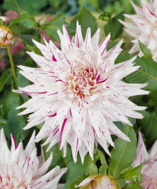 Dalia - Mick's Peppermint