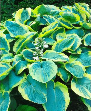 Funkia - Hosta Francess Williams