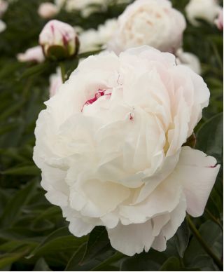 Piwonia, Paeonia - Shirley Temple - sadzonka