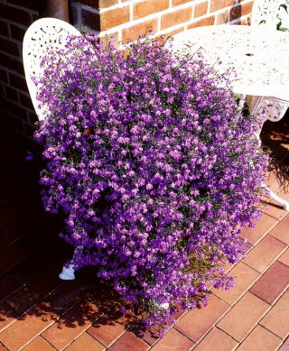 Lobelia zwisła karminowoczerwona