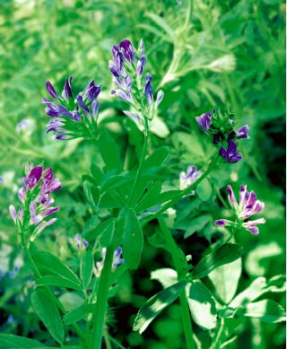 Lucerna siewna Europe - 0,5 kg