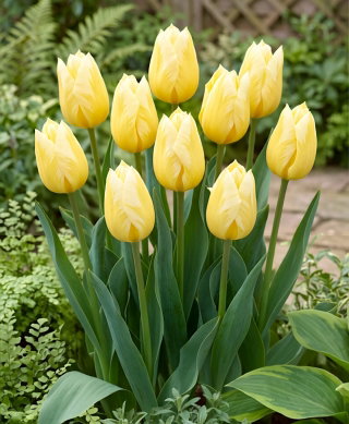 Tulipan Sweetheart - 5 szt.