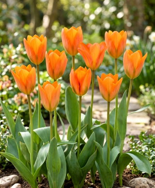 Tulipan Orange Emperor - 5 szt.