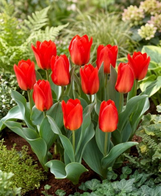 Tulipan Princeps - GIGA paczka! - 250 szt.