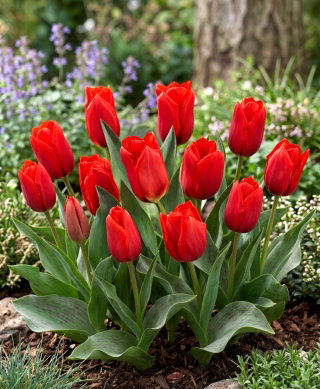 Tulipan Princesse Charmante - duża paczka! - 50 szt.