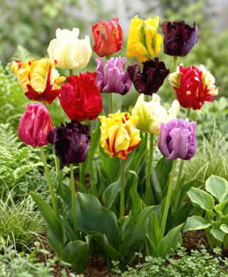 Tulipan papuzi mix - Parrot mix - duża paczka! - 50 szt.