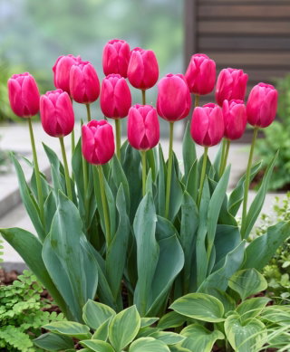 Tulipan Carola - duża paczka! - 50 szt.