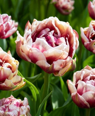 Tulipan Wyndham - duża paczka! - 50 szt.