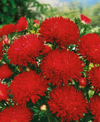 Aster peoniowy Stanisław