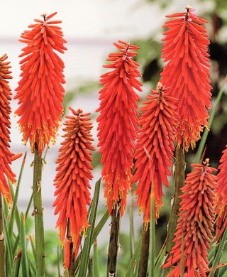 Kniphofia czerwona - Nancy Red - GIGA paczka! - 50 szt.