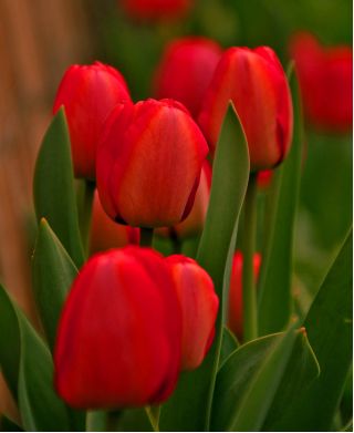 Tulipan czerwony - Red - 5 szt.