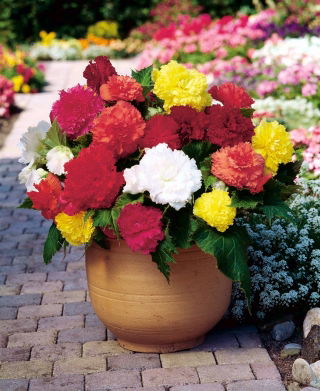 Begonia strzępiasta - mix kolorów - 2 szt.