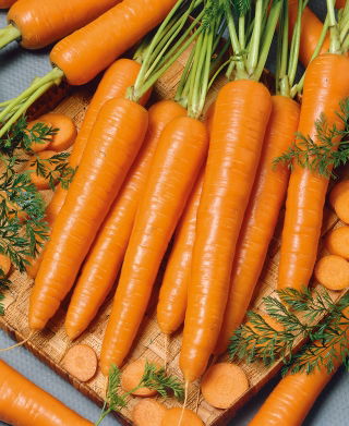 Marchew Sukces - późna, do przechowywania - 50 gram