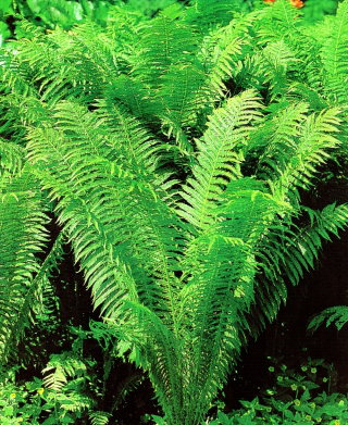 Paproć zielona - Ostrich Plume - GIGA paczka! - 50 szt.