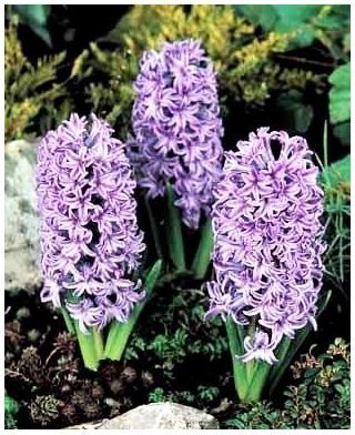 Hiacynt Amethyst - op. 3 szt.