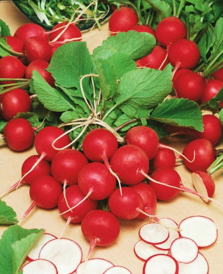 Rzodkiewka Cherry Belle - NASIONA ZAPRAWIANE