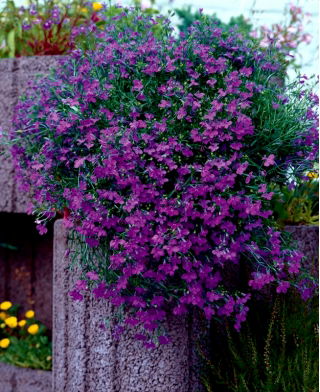 Lobelia zwisła fioletowa