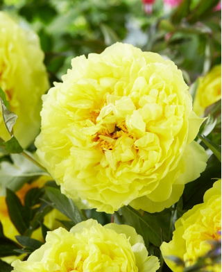 Piwonia, Paeonia - Bartzella - sadzonka - duża paczka! - 10 szt.
