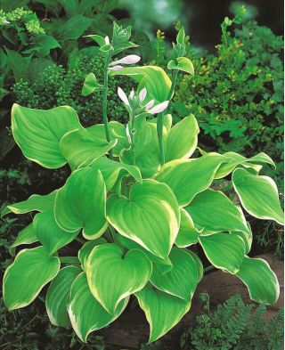 Funkia - Hosta Lakeside Cha Cha