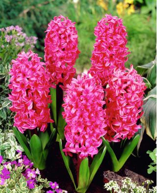Hiacynt Pink Pearl - duża paczka! - 30 szt.