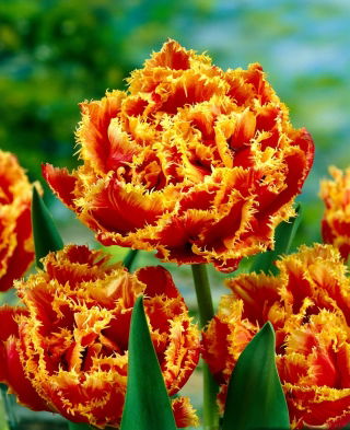 Tulipan Golddust - 5 szt.