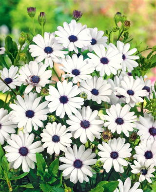 Osteospermum białe