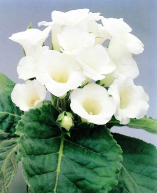 Gloksynia biała - Mont Blanc - GIGA paczka! - 50 szt.