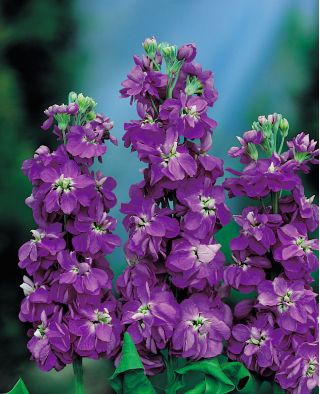 Lewkonia letnia Excelsior fioletowa