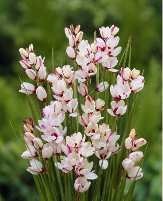 Ixia - Iksja Spotlight - 25 szt.