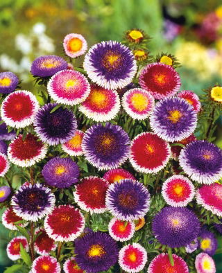 Aster - Liliput Moonshine - mieszanka