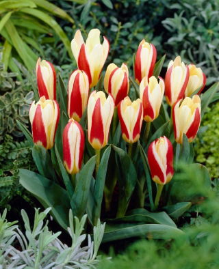Tulipan The First - 5 szt.