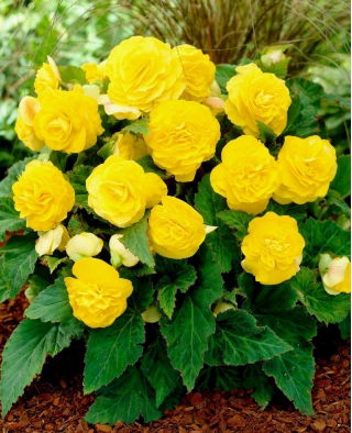 Begonia Non Stop - żółta - GIGA paczka! - 100 szt.