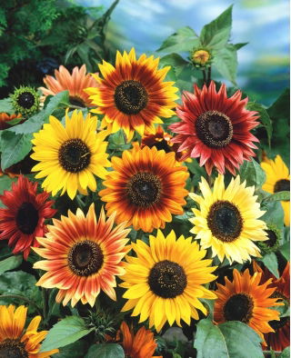 Słonecznik ozdobny -  Autumn Beauty - 1 kg