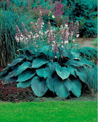 Funkia - Hosta Blue Angel