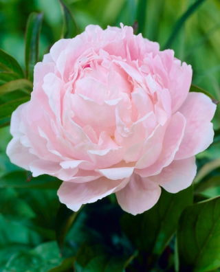 Piwonia, Paeonia - jasnoróżowa - sadzonka - duża paczka! - 10 szt.