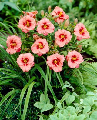 Liliowiec Siloam Ribbon Candy - GIGA paczka! - 50 szt.