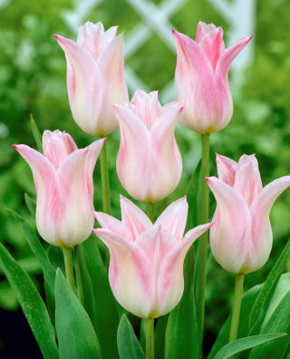 Tulipan Ballade Lady - GIGA paczka! - 250 szt.