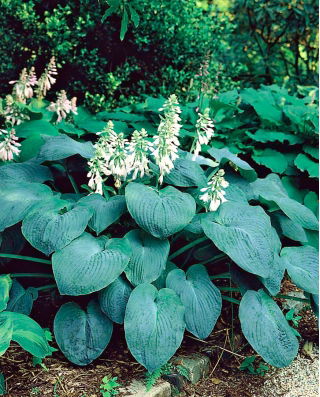 Funkia - Hosta Elegans