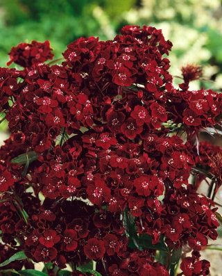 Goździk brodaty Black Magic