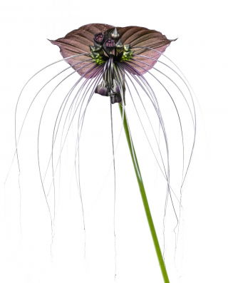 Kwiat nietoperz - Tacca chantrieri Black - duża paczka! - 10 szt.